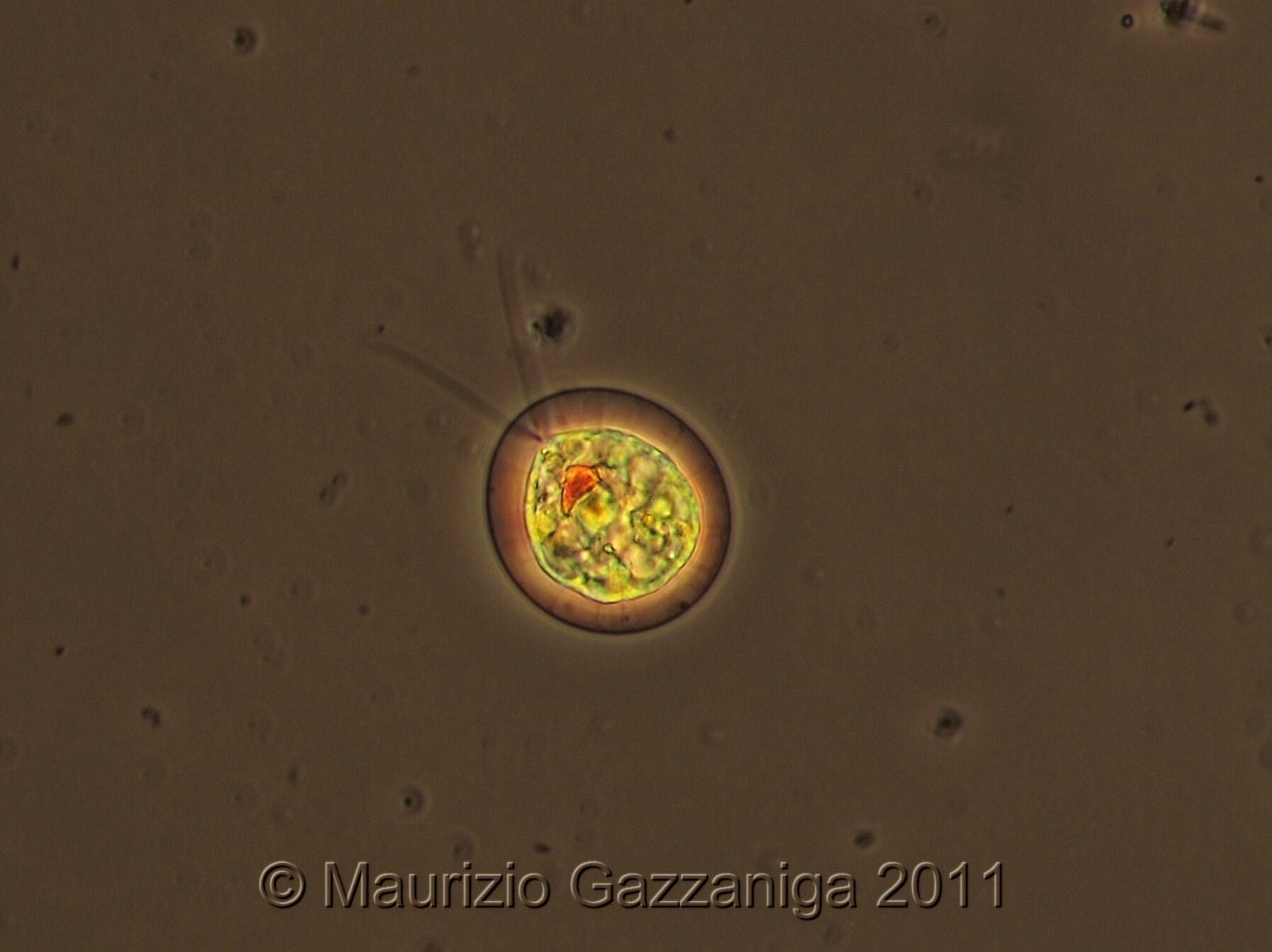 Ematococco in contrasto di fase